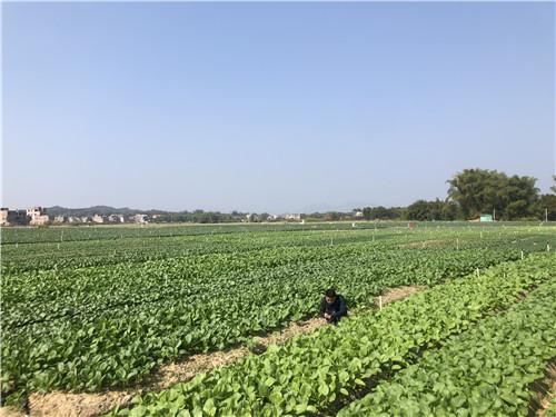 畅想长丰，未来交通蓝图新篇章