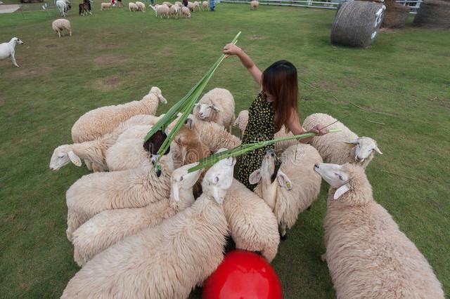 羊肉市场最新行情动态