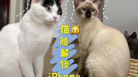 猫咪网全新网址揭晓