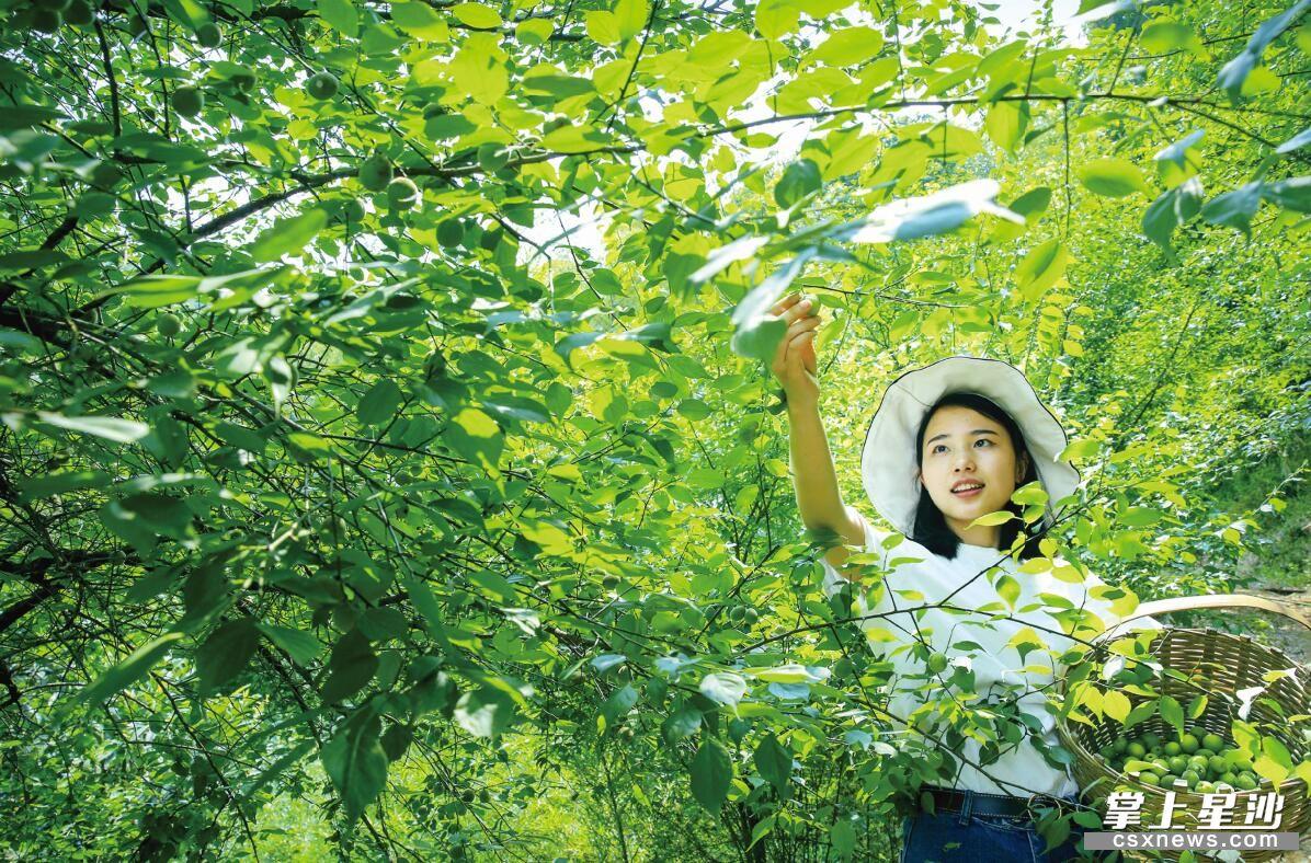 最新资讯：长沙县北山镇动态速递