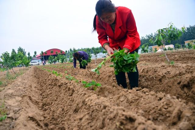 创新红薯栽培秘籍：揭秘红薯种植前沿科技与高效种植技巧