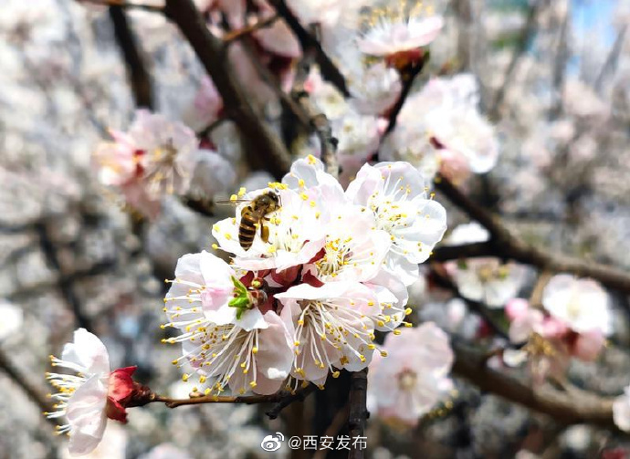 春意盎然，花开满园，性趣盎然，有你相伴，最新网址揭晓！