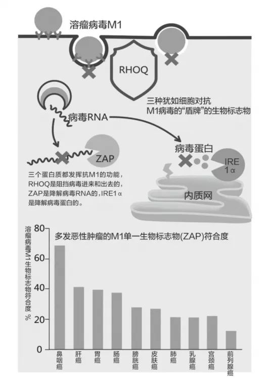 河南林业场改革动态：最新进展资讯速递