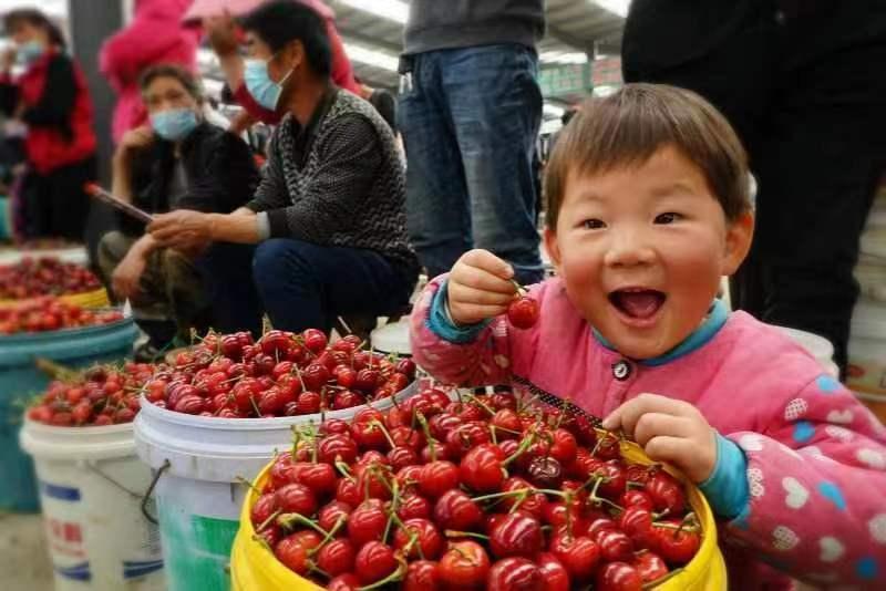 揭秘临朐地区最新引进的樱桃品种风采